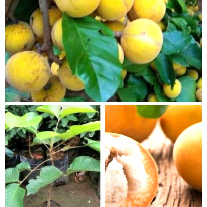 bibit tanaman buah kecapi