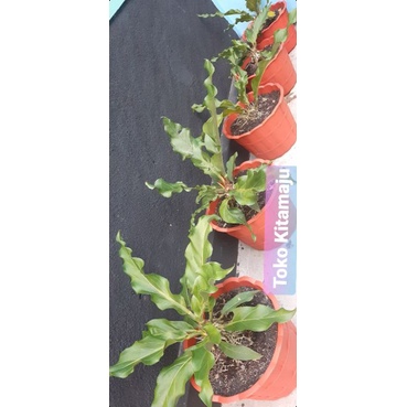 Tanaman Anthurium Gelombang Cinta Dewasa/ besar Murah