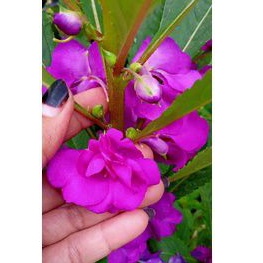 BIJI/ BENIH PACAR AIR TUMPUK UNGU/ PURPLE  ROSE BALSEM