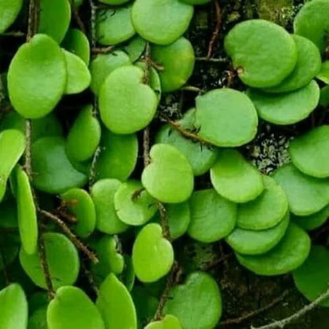 

Daun Sisik naga segar 1kg