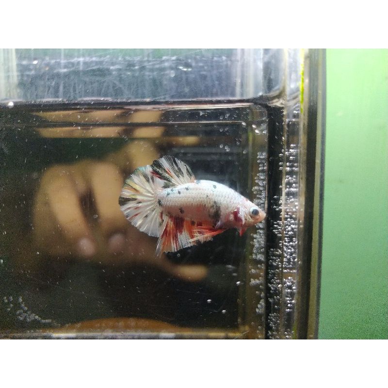 PROMO Pair Nemo Paket Sepasang Ikan Cupang Hias Koi Black Samurai Pair Nemo Koi Black Samurai