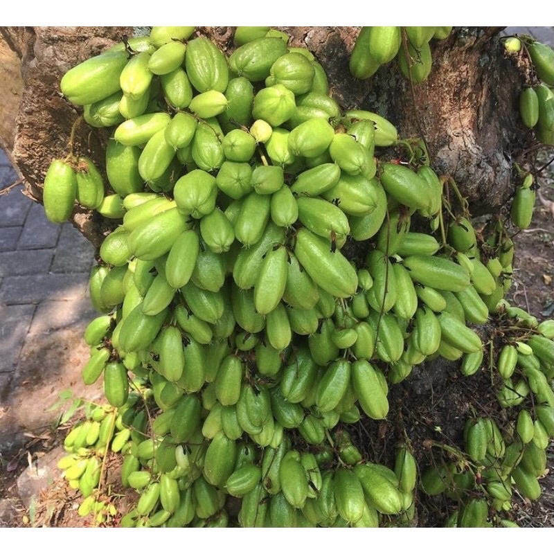

Buah Blimbing Wuluh / Blimbing Sayur Segar