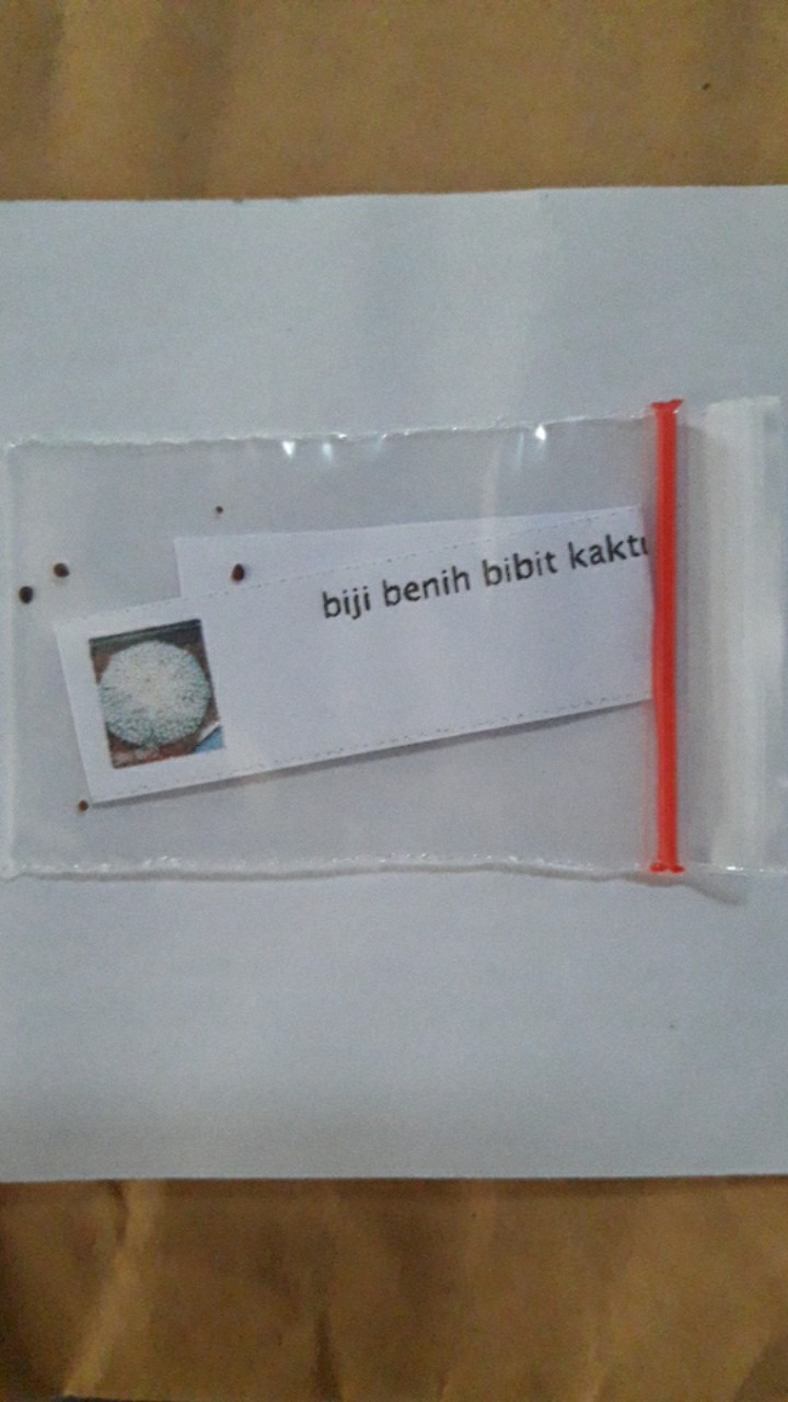 Biji Benih Bibit Kaktus Besar