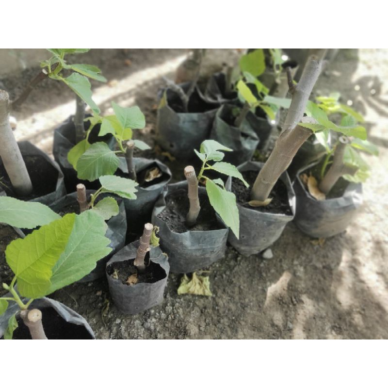 BIBIT BUAH TIN ARA SUPER MANIS MANJA