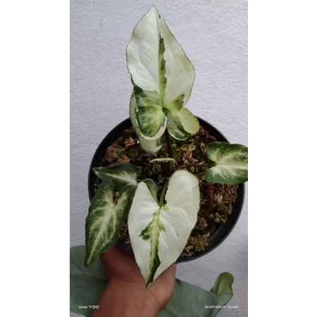 Syngonium Treeking (mejik marble)