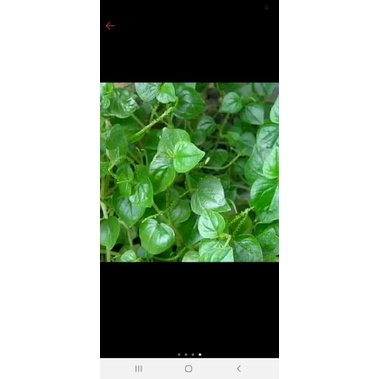 Daun sirih cina segar 1kg