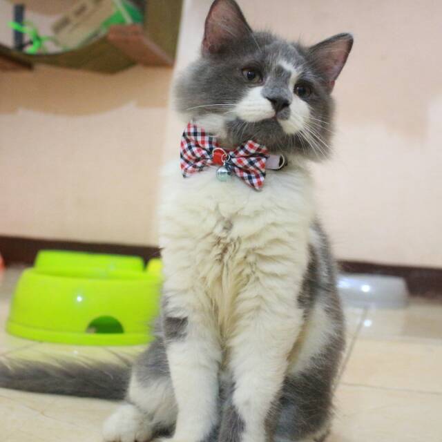 Dasi kupu-kupu motif kotak-kotak merah biru lucu untuk kucing / aksesoris bowtie kucing dan anjing