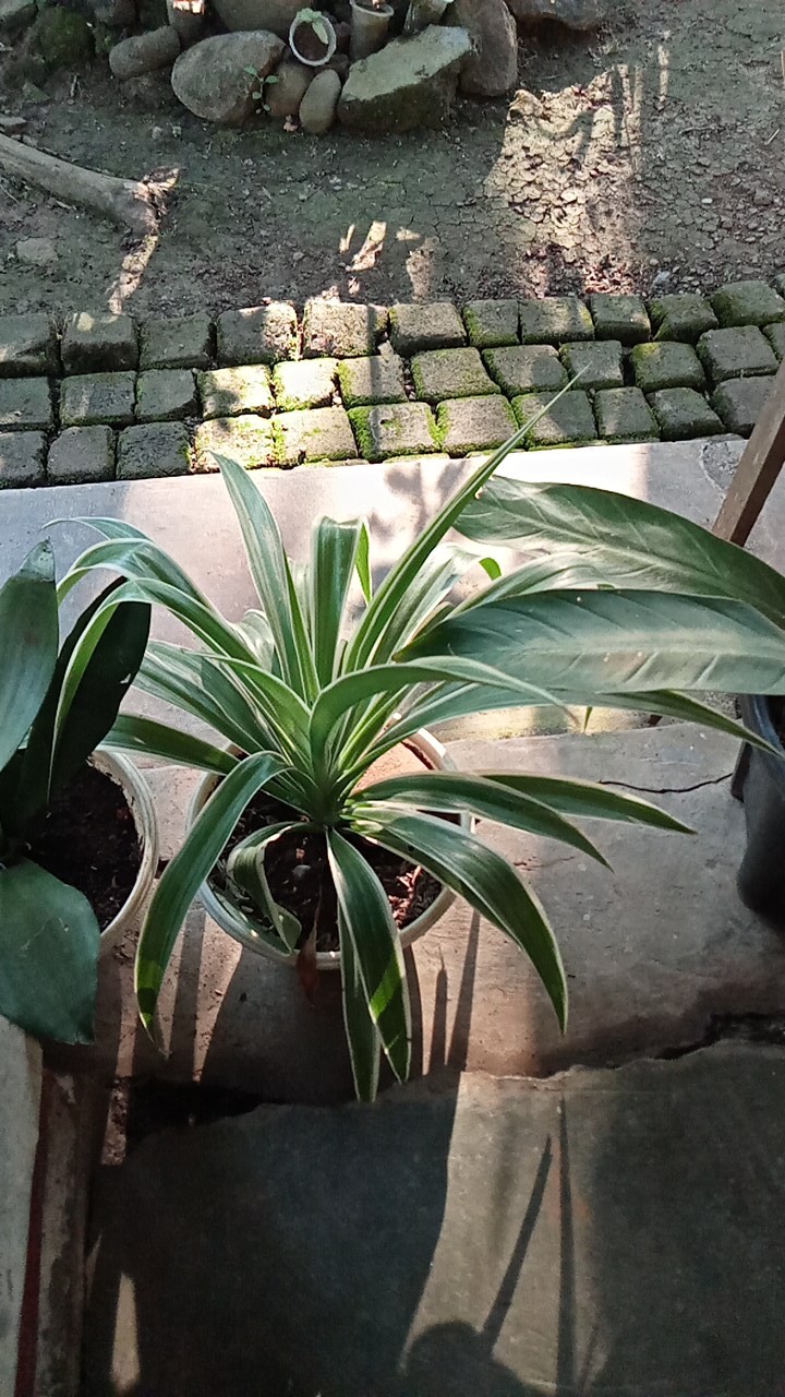 Kemeja Batik Pria Lengan Panjang Batik Pekalongan