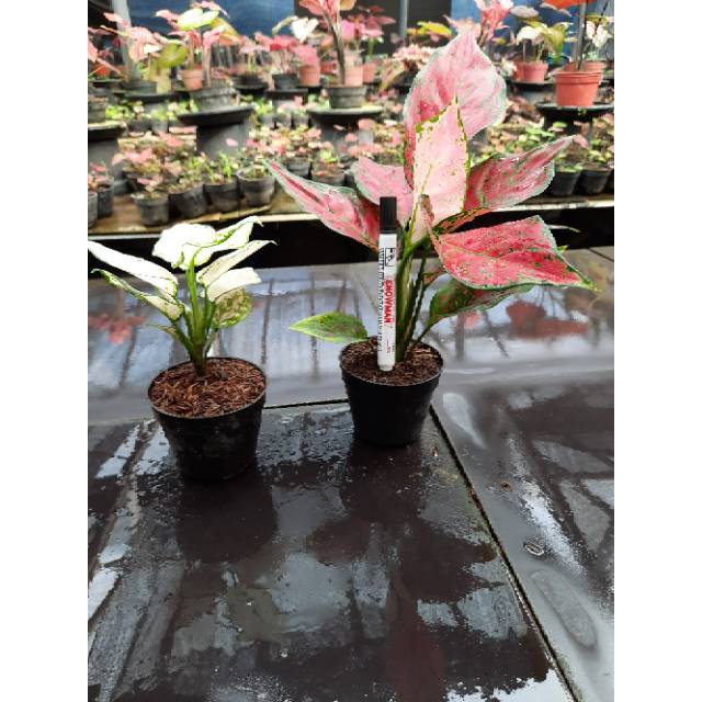 [✅COD] PAKET AGLONEMA - 2 POHON / PAKET AGLONEMA MURAH / TANAMAN HIAS AGLOMEMA / Superwait