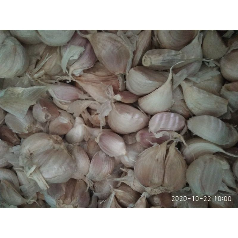 

bawang putih jenis kating