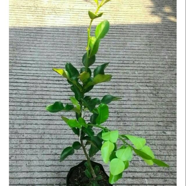 

Bibit Jeruk Purut - Activ Wisata Agrotani