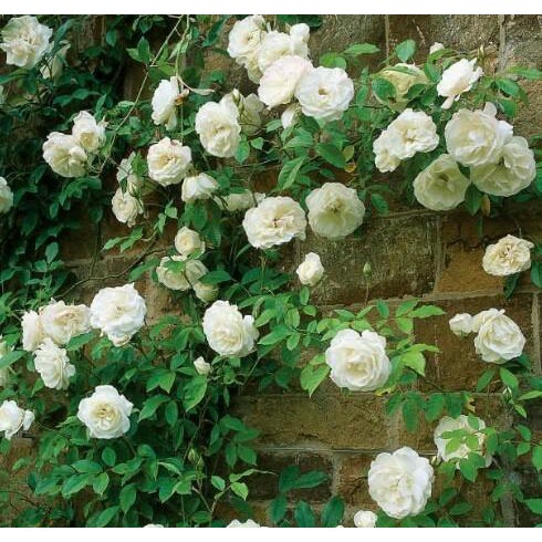 mawar rambat putih - climbing white rose