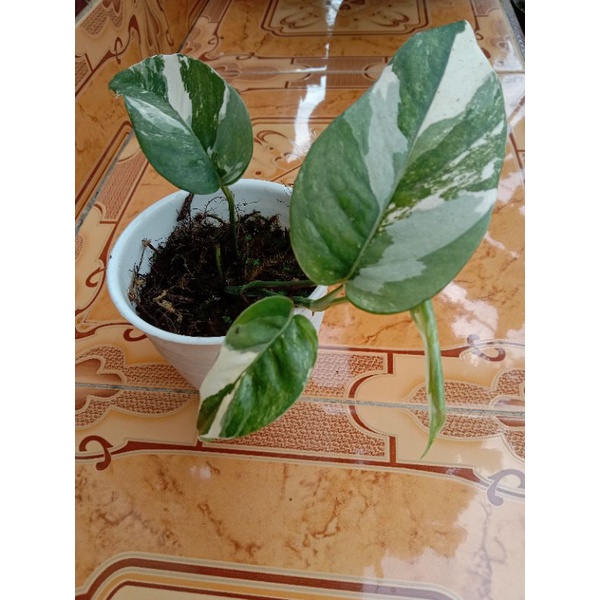 epiprenum varigata / ekor naga varigata