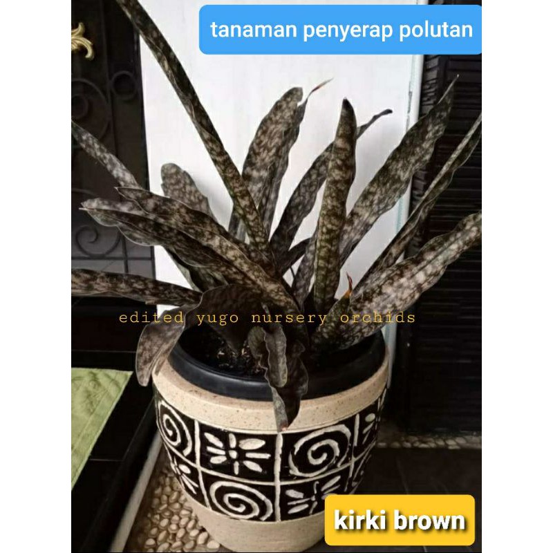 kirki brown sanseviera kirki sansi kirki brown tanaman penyerap polutan