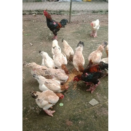

10. butir Telur ayam Dragon Chicken; ga Dong Tao.Telur Fertil untuk di tetaskan