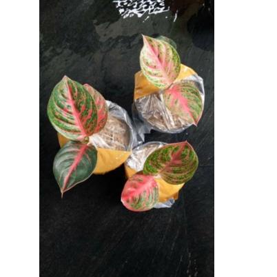 LANGSUNG ATC.. aglonema Wulandari /aglonema Wulandari/aglonema Wulandari anakan/aglonema