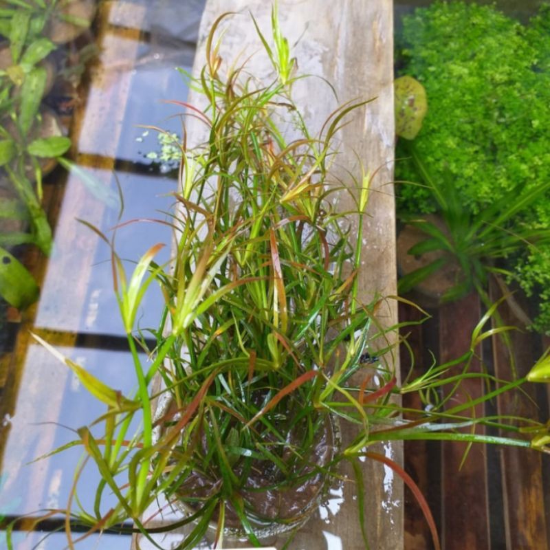 

juncus repens