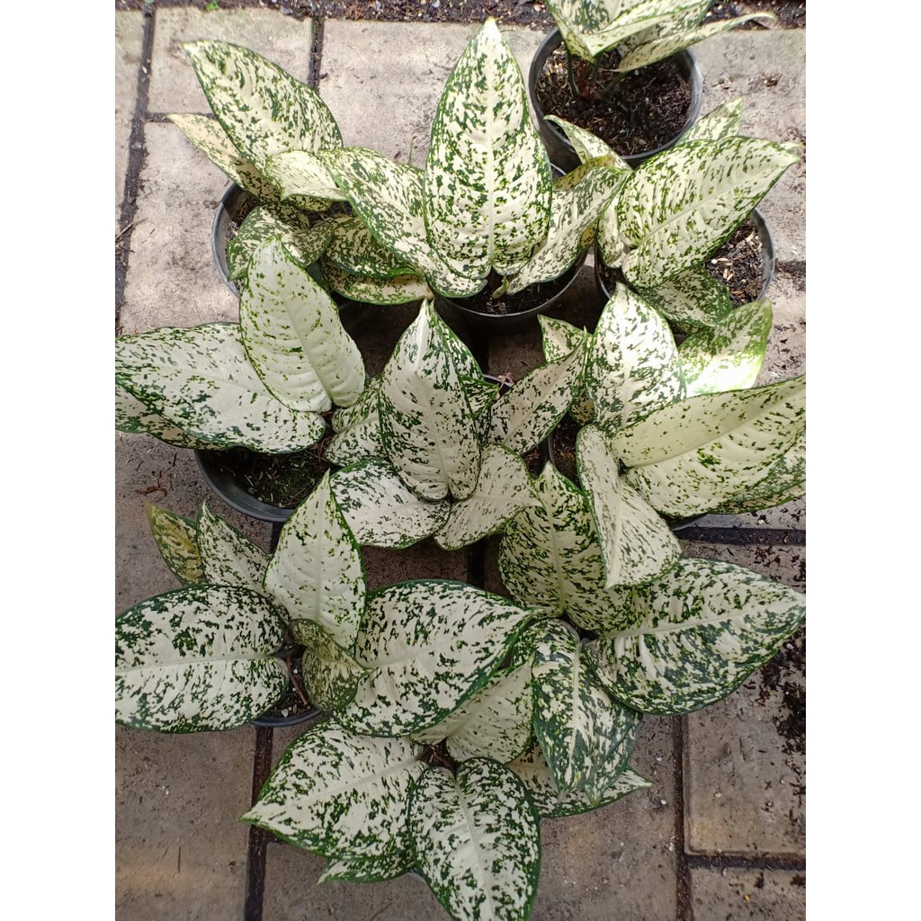 MURAH TANAMAN HIAS AGLONEMA BIG LEAF AGLONEMA BIG LEAF (Kleaf)