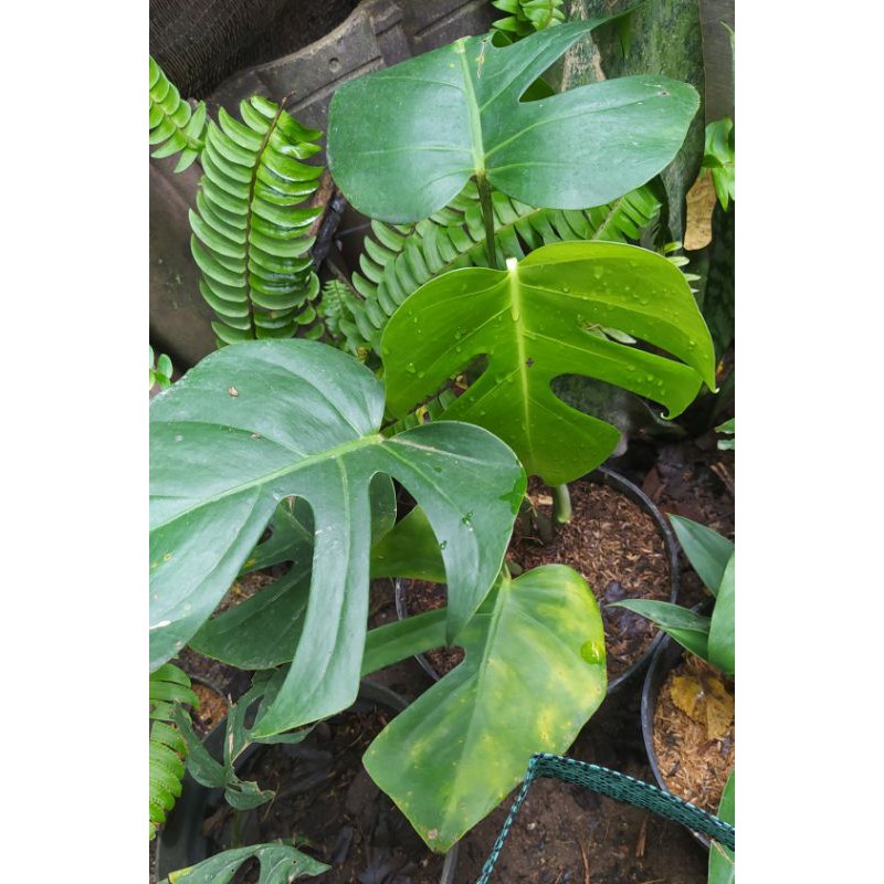 Monstera Delicosa