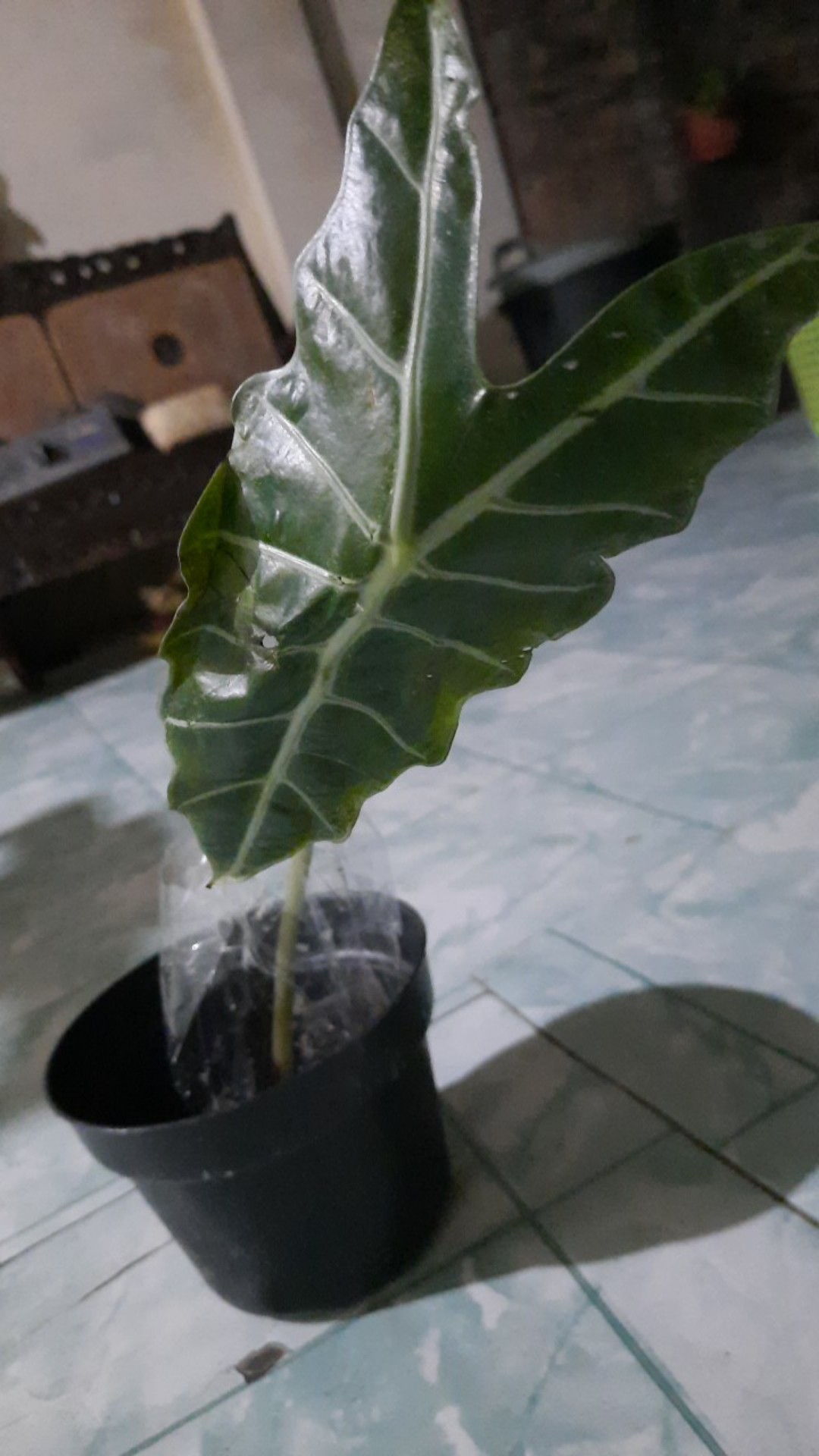 Bibit Alocasia Amazonica