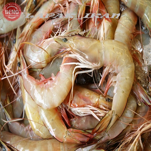 

Udang Jerbung Segar 1~Kilogram