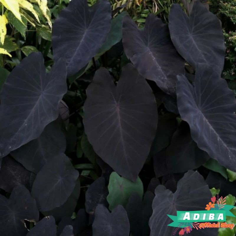 Keladi Black Pearl - Black Magic - Colocasia Black Pearl - Keladi daun Hitam murah