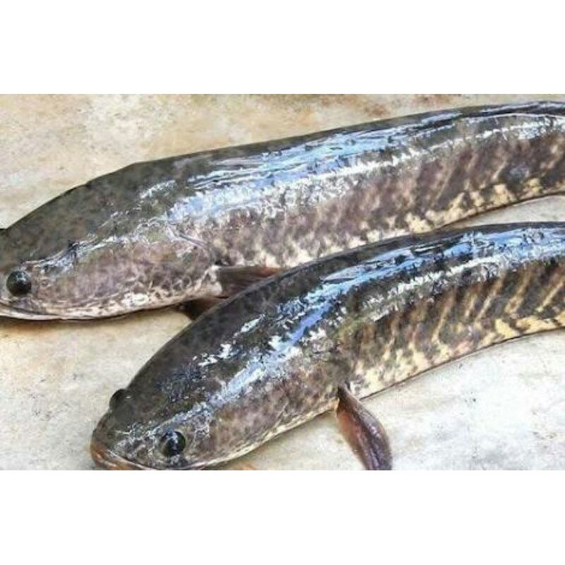 

Ikan Gabus Segar dan Belut Segar 500gr