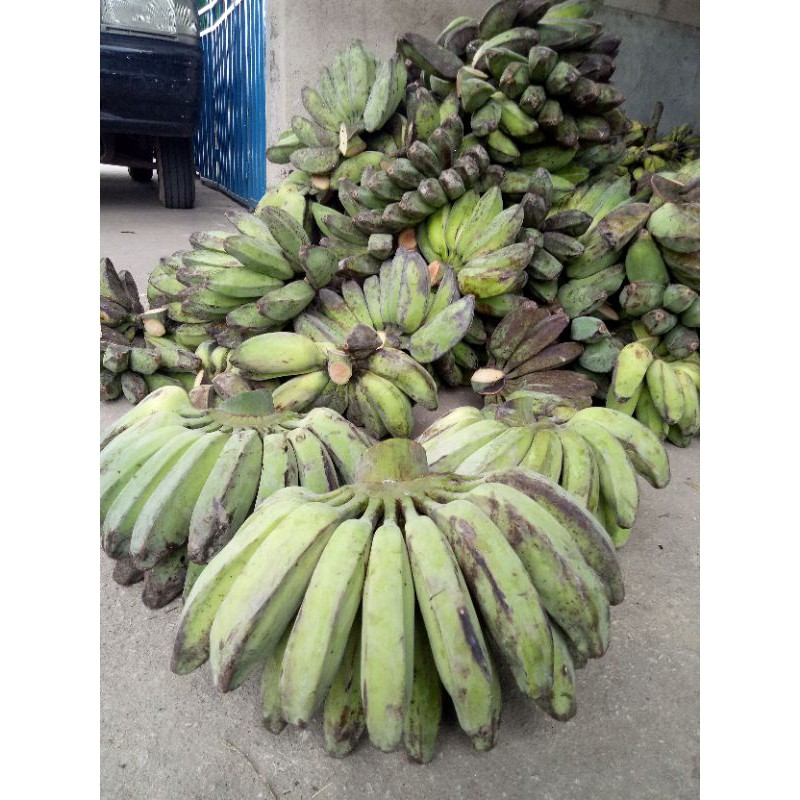 PISANG KEPOK KALIMANTAN