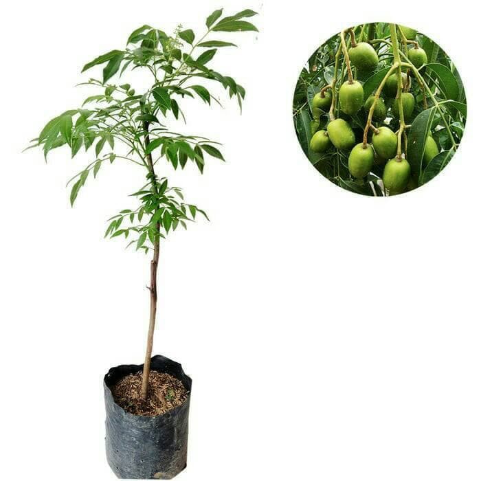 Bibit Tanaman Kedondong berbuah
