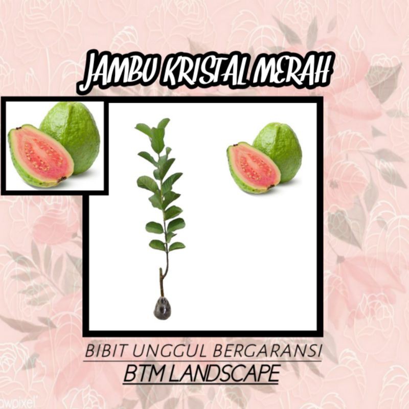 

BIBIT BUAH JAMBU KRISTAL MERAH