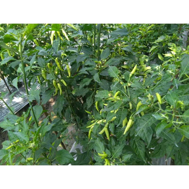 HALBANERO SHYPOON F1 BIBIT CABE nomor 1