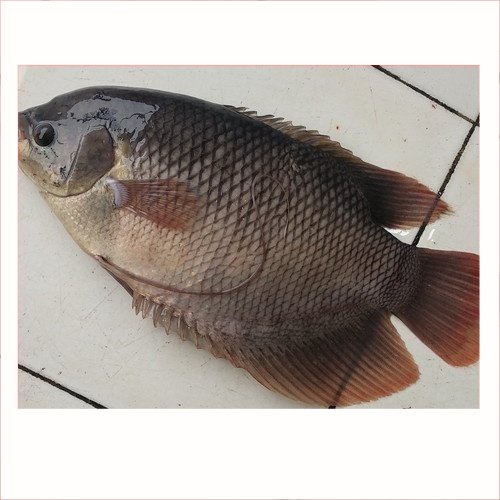 

Ikan Gurame/Gurami Konsumsi 1Kg | Ikan Segar | | Pasar Induk Pekanbaru #Harga_Grosir