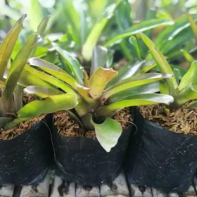 Tanaman hias bromelia hijau - bromelia hijau - bromelia - tanaman hias bromelia