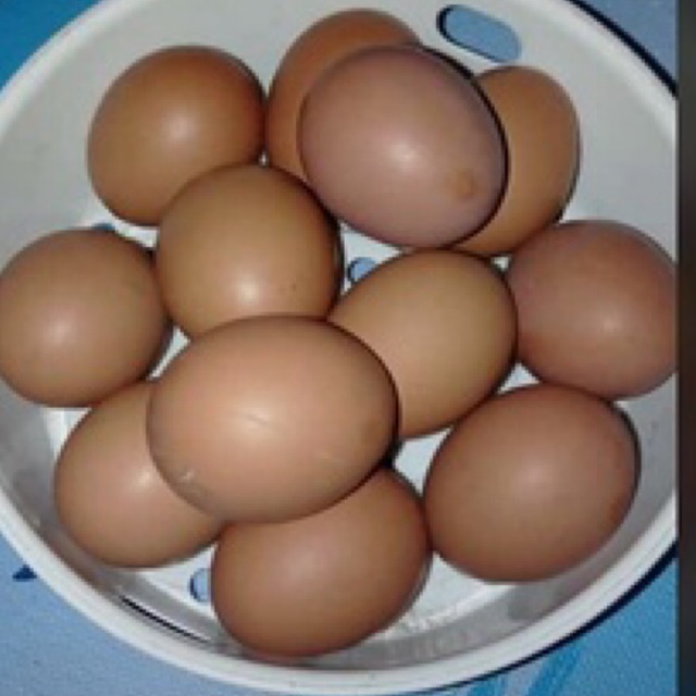 

Telur Ayam Fresh