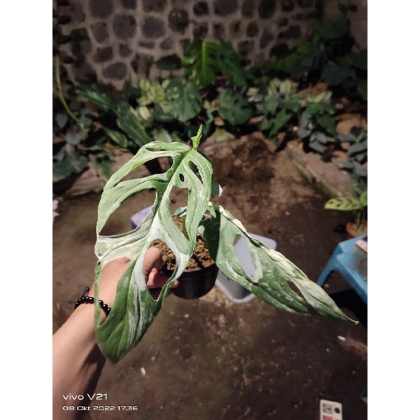 janbol lokal varigata