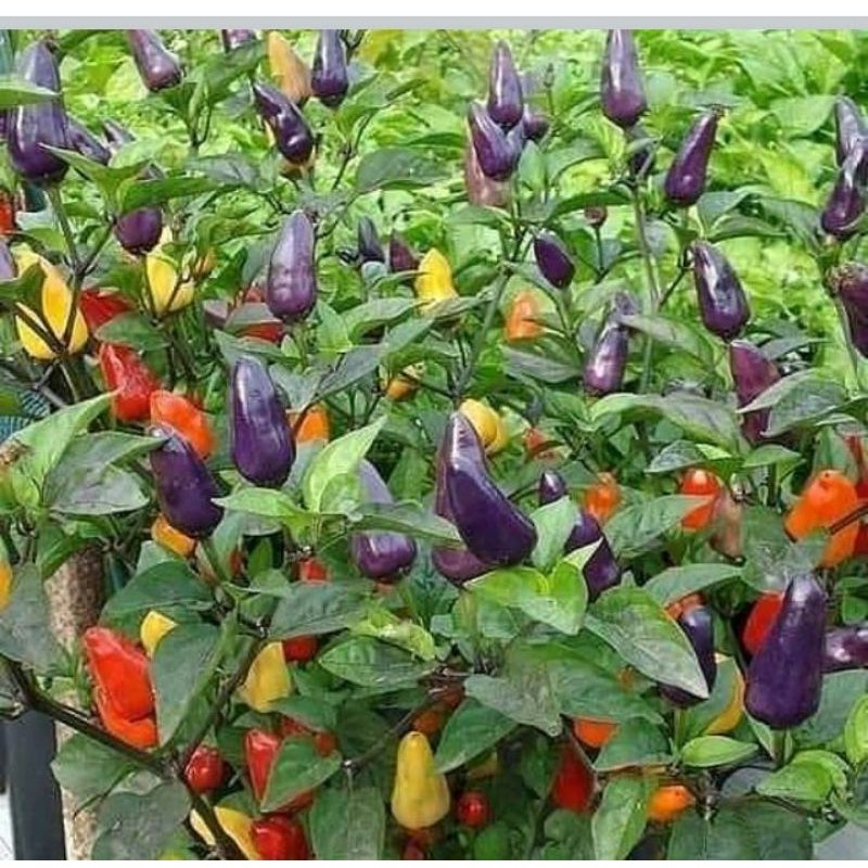 bibit cabe pelangi/cabe pelangi berbuah