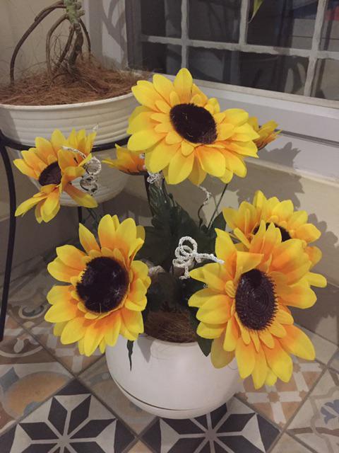 Bunga Matahari Kelopak Besar X7