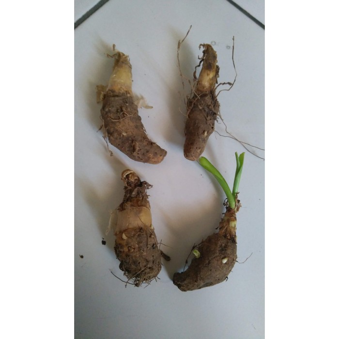 Unik Jual Umbi Bibit Bunga Sedap Malam Kering Siap Tanam terbaik