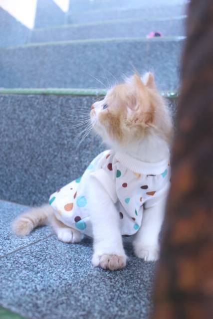 Baju katun motif polkadot lucu untuk kucing dan anjing / baju kucing murah size S M L XL