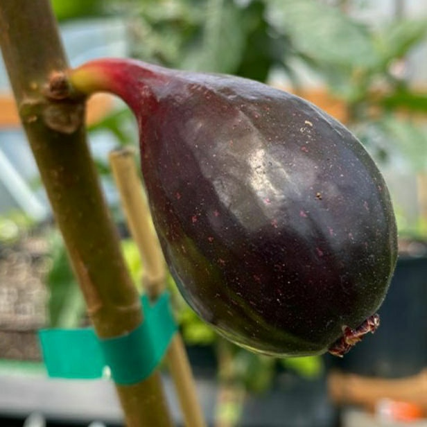 bibit buah tin HITAM sangat manis