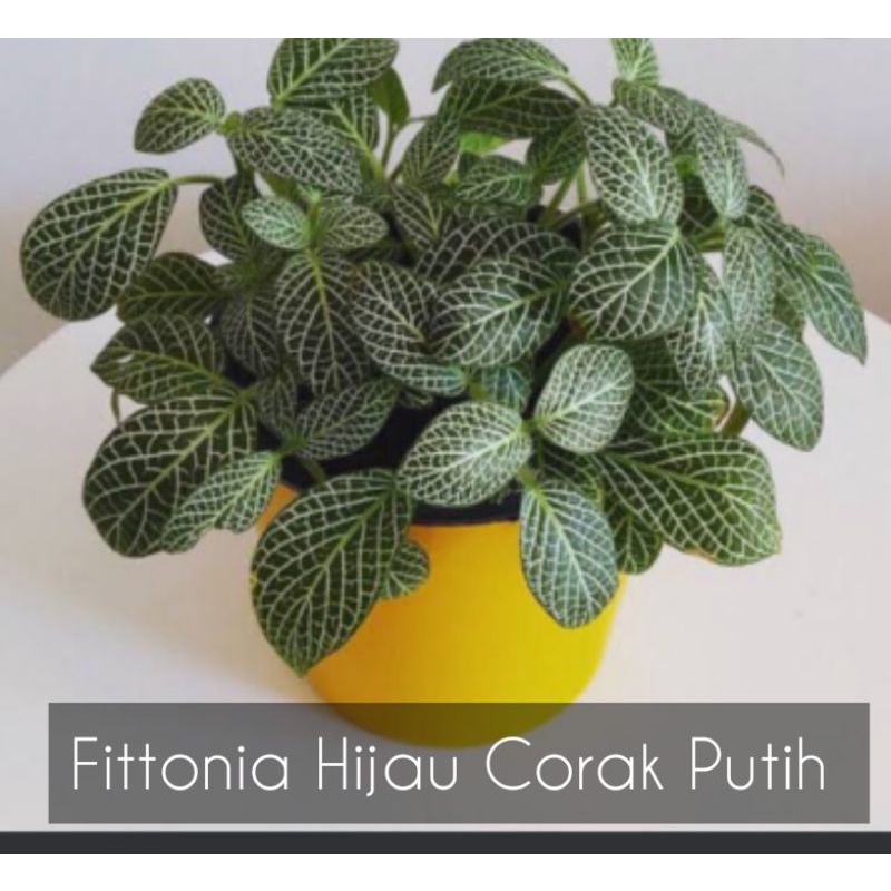 Fittonia Fitonia Hijau Corak Putih