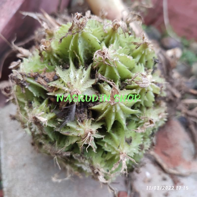 BUAH WRESAH SEGAR 1KG / AMOMUM DEALBATUM | HANGGASA | WERSAH | RESAH | HANGASA | RANGGASA | LANGKASA