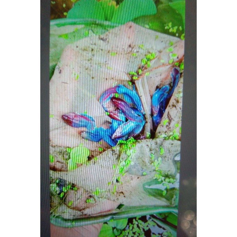 promo ikan cupang Betina/cewe halfmoon big aer