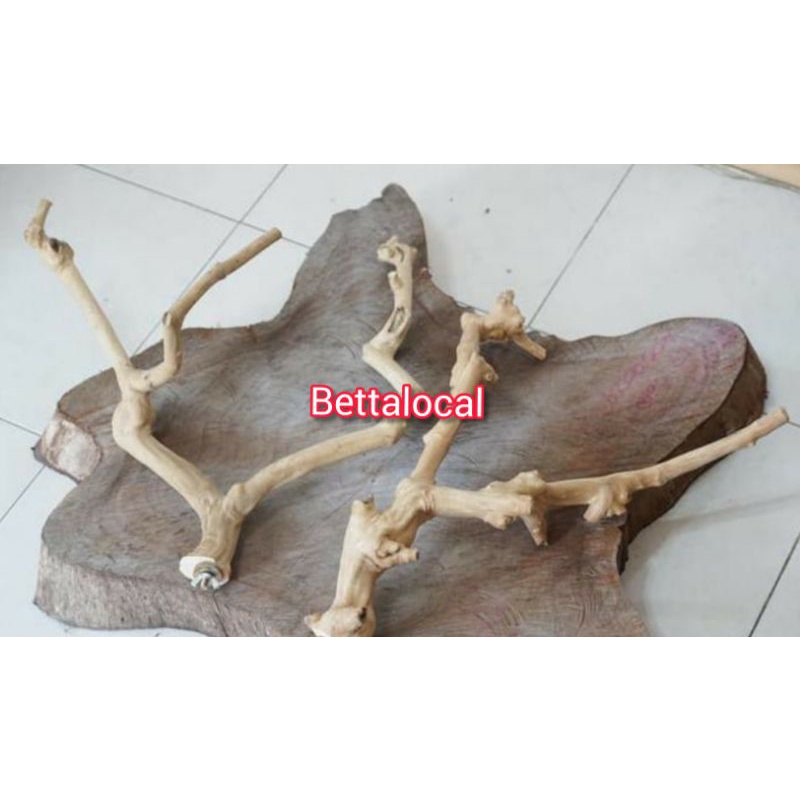 tangkringan kayu kopi parot/tangkringan burung kayu kopi panjang 30cm