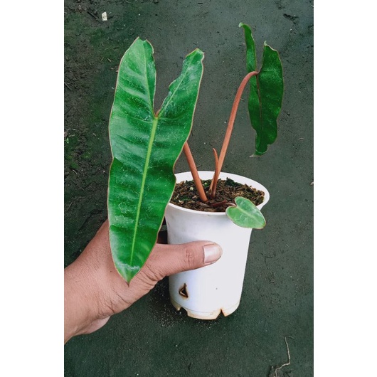 Philodendron Kabel Busi / Philodendron Billietiae