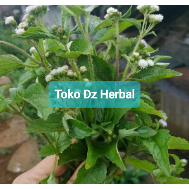 

Daun bandotan segar 500 gram petik langsung-az