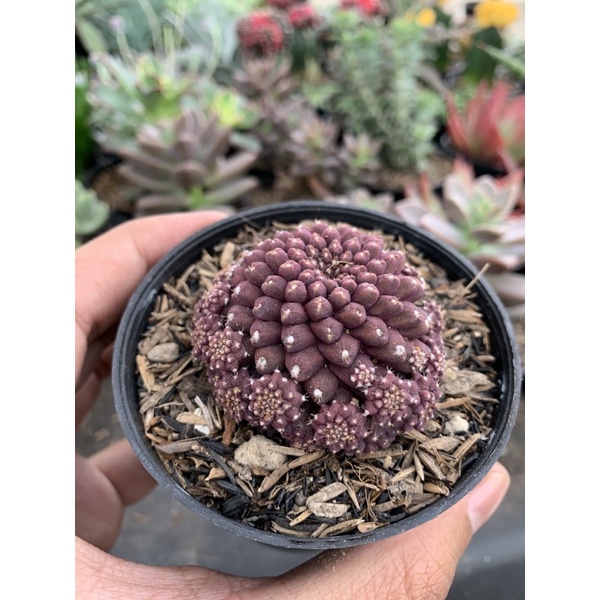 kaktus capiapoa ownroot choco