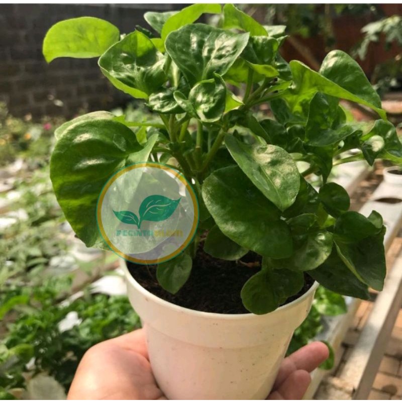 Bibit tanaman bayam brazil/Bayam sayur/Pohon bayam sayur Brazil