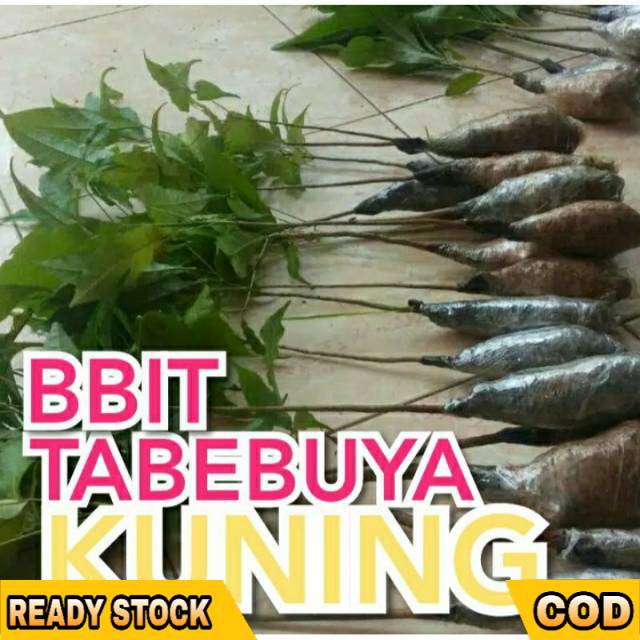 

TABEBUYA KUNING BUNGA SAKURA INDONESIA