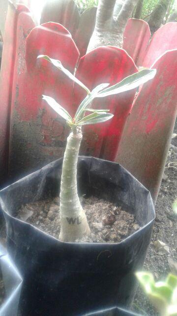 Bibit Adenium / Kamboja Jepang Tumpuk Nomor 28-36
